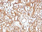 Ezrin/p81 Antibody in Immunohistochemistry (Paraffin) (IHC (P))