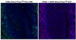 CD8 alpha Antibody in Immunohistochemistry (Paraffin) (IHC (P))