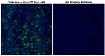 CD8 alpha Antibody in Immunohistochemistry (Paraffin) (IHC (P))