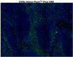 CD8 alpha Antibody in Immunohistochemistry (Paraffin) (IHC (P))