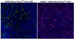 CD68 Antibody in Immunohistochemistry (Paraffin) (IHC (P))