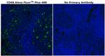 CD68 Antibody in Immunohistochemistry (Paraffin) (IHC (P))