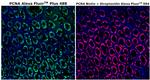 PCNA Antibody in Immunohistochemistry (Paraffin) (IHC (P))