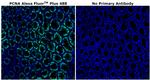 PCNA Antibody in Immunohistochemistry (Paraffin) (IHC (P))