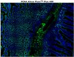 PCNA Antibody in Immunohistochemistry (Paraffin) (IHC (P))