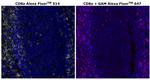 CD8 alpha Antibody in Immunohistochemistry (Paraffin) (IHC (P))