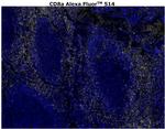 CD8 alpha Antibody in Immunohistochemistry (Paraffin) (IHC (P))