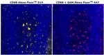 CD68 Antibody in Immunohistochemistry (Paraffin) (IHC (P))