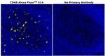 CD68 Antibody in Immunohistochemistry (Paraffin) (IHC (P))