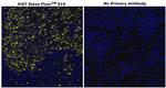 Ki-67 Antibody in Immunohistochemistry (Paraffin) (IHC (P))