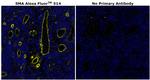 Alpha-Smooth Muscle Actin Antibody in Immunohistochemistry (Paraffin) (IHC (P))