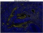Alpha-Smooth Muscle Actin Antibody in Immunohistochemistry (Paraffin) (IHC (P))