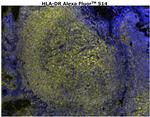 HLA-DR Antibody in Immunohistochemistry (Paraffin) (IHC (P))