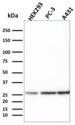 14-3-3E/Tryptophan 5-Monooxygenase Antibody in Western Blot (WB)
