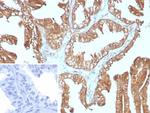 14-3-3E/Tryptophan 5-Monooxygenase Antibody in Immunohistochemistry (Paraffin) (IHC (P))