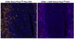 CD8 alpha Antibody in Immunohistochemistry (Paraffin) (IHC (P))