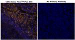 CD8 alpha Antibody in Immunohistochemistry (Paraffin) (IHC (P))