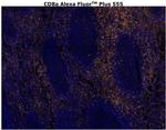 CD8 alpha Antibody in Immunohistochemistry (Paraffin) (IHC (P))