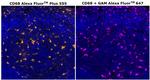 CD68 Antibody in Immunohistochemistry (Paraffin) (IHC (P))