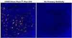 CD68 Antibody in Immunohistochemistry (Paraffin) (IHC (P))