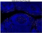 CD68 Antibody in Immunohistochemistry (Paraffin) (IHC (P))