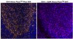 CD4 Antibody in Immunohistochemistry (Paraffin) (IHC (P))