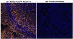 CD4 Antibody in Immunohistochemistry (Paraffin) (IHC (P))