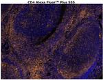 CD4 Antibody in Immunohistochemistry (Paraffin) (IHC (P))