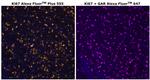 Ki-67 Antibody in Immunohistochemistry (Paraffin) (IHC (P))