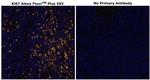 Ki-67 Antibody in Immunohistochemistry (Paraffin) (IHC (P))