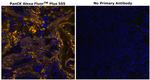 Cytokeratin Pan Type I/II Antibody in Immunohistochemistry (Paraffin) (IHC (P))