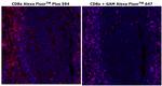 CD8 alpha Antibody in Immunohistochemistry (Paraffin) (IHC (P))