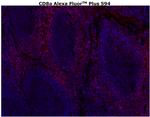 CD8 alpha Antibody in Immunohistochemistry (Paraffin) (IHC (P))