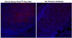 CD11b Antibody in Immunohistochemistry (Paraffin) (IHC (P))