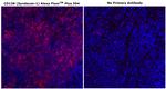 CD138 Antibody in Immunohistochemistry (Paraffin) (IHC (P))