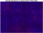 CD138 Antibody in Immunohistochemistry (Paraffin) (IHC (P))