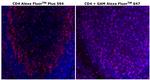 CD4 Antibody in Immunohistochemistry (Paraffin) (IHC (P))