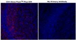 CD4 Antibody in Immunohistochemistry (Paraffin) (IHC (P))