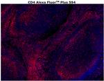 CD4 Antibody in Immunohistochemistry (Paraffin) (IHC (P))