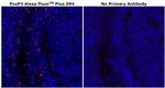 FOXP3 Antibody in Immunohistochemistry (Paraffin) (IHC (P))