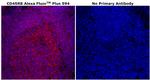 CD45RB Antibody in Immunohistochemistry (Paraffin) (IHC (P))