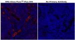 Alpha-Smooth Muscle Actin Antibody in Immunohistochemistry (Paraffin) (IHC (P))