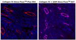 Collagen IV Antibody in Immunohistochemistry (Paraffin) (IHC (P))