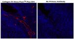 Collagen IV Antibody in Immunohistochemistry (Paraffin) (IHC (P))