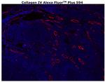 Collagen IV Antibody in Immunohistochemistry (Paraffin) (IHC (P))