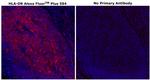 HLA-DR Antibody in Immunohistochemistry (Paraffin) (IHC (P))