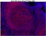 HLA-DR Antibody in Immunohistochemistry (Paraffin) (IHC (P))