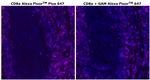 CD8 alpha Antibody in Immunohistochemistry (Paraffin) (IHC (P))