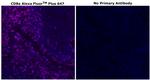 CD8 alpha Antibody in Immunohistochemistry (Paraffin) (IHC (P))