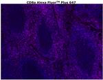 CD8 alpha Antibody in Immunohistochemistry (Paraffin) (IHC (P))